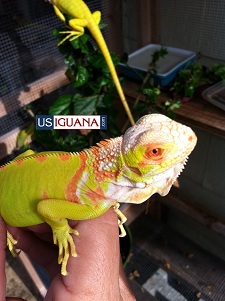 Albino Iguana